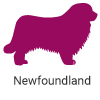 newfoundland